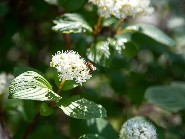 О дождях с грозой и сильном ветре предупреждают благовещенцев синоптики