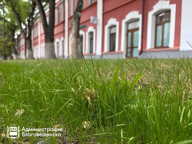 Более 2000 квадратных метров новых газонов украсили Благовещенск