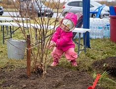Аллею из сирени в 1,5 километра высадили в отдаленном районе Благовещенска