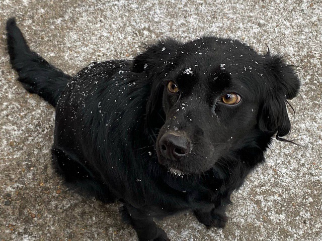 Полсотни бездомных собак отловили с начала года в Благовещенске! 