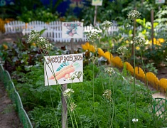 В Благовещенске к озеленению и благоустройству города присоединилось 9 корпусов прогимназии