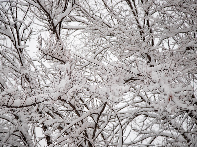 Снежный циклон охватил Благовещенск и соседние регионы