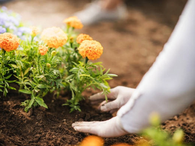В амурской столице выберут самый цветущий двор 