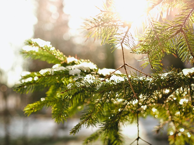 В Благовещенске объявили конкурс по размещению торговых точек для продажи елок 