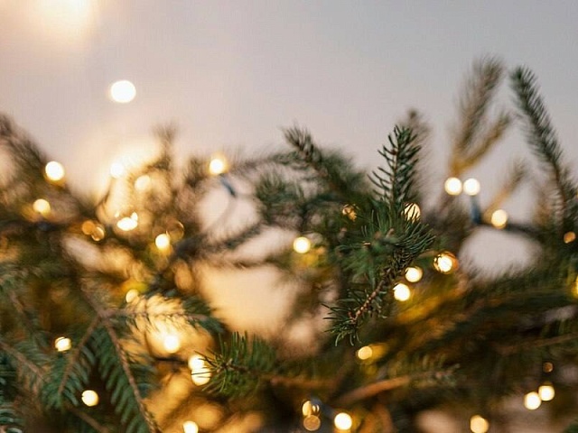 В Благовещенске выявили несколько точек незаконной продажи елок