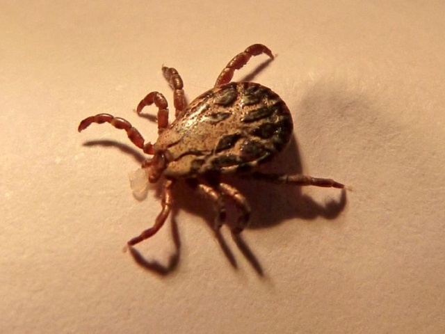 В Благовещенске закрыли для посещения две общественные территории 