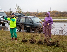 Аллею из сирени в 1,5 километра высадили в отдаленном районе Благовещенска