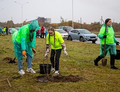 Аллею из сирени в 1,5 километра высадили в отдаленном районе Благовещенска