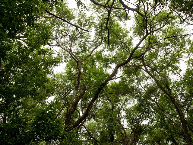 Прогноз погоды в Благовещенске на 24 июля: 