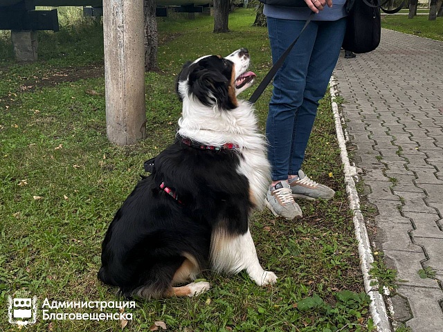 Четыре нарушителя за час: в сквере воинов-интернационалистов поймали горожан, которые выгуливали там собак 