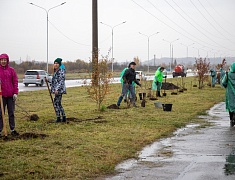 Аллею из сирени в 1,5 километра высадили в отдаленном районе Благовещенска