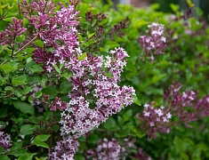 Фестиваль цветов «Город в цвете»