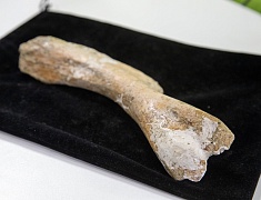 Уникальный проект, посвященный динозаврам, представили на День города в Благовещенске