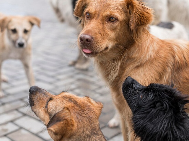 С начала года в Благовещенске отловили 206 бездомных собак