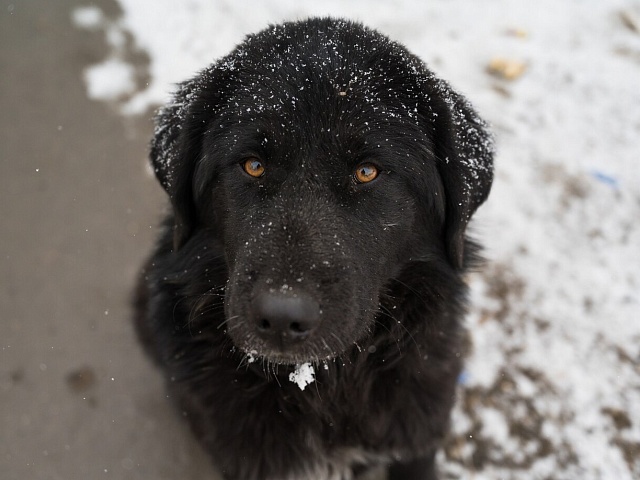 В Благовещенске специалист по отлову собак проверит пять районов города