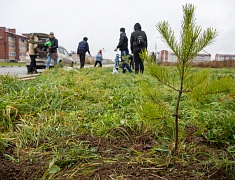 Аллею из сирени в 1,5 километра высадили в отдаленном районе Благовещенска