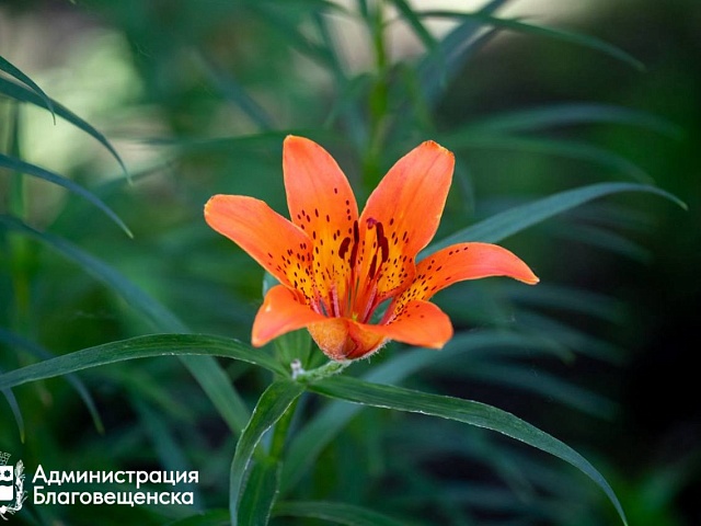 Свой уголок в «Связисте». Подайте заявку на электронный аукцион!