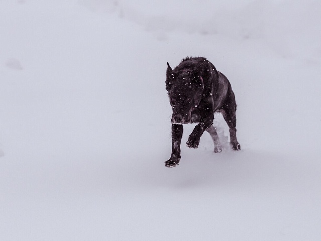 В Благовещенске специалист по отлову собак проверит 16 адресов