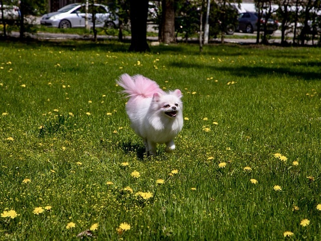 Чипируй, убирай, соблюдай: благовещенцам напоминают правила содержания и выгула домашних животных 
