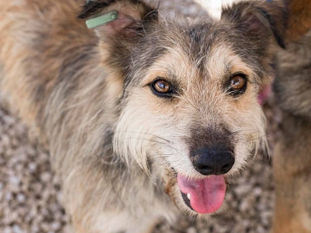 За вчерашний день в амурской столице отловили 9 бездомных собак