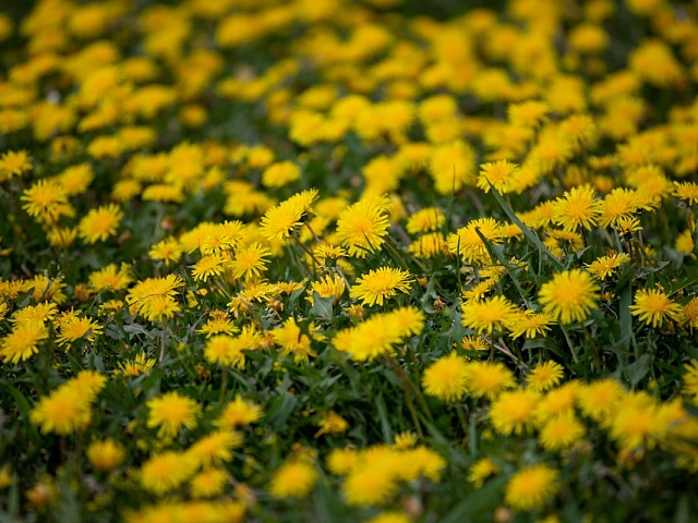 Голосование за объекты благоустройства продлится ещё 3 недели. Успейте выбрать свою территорию!