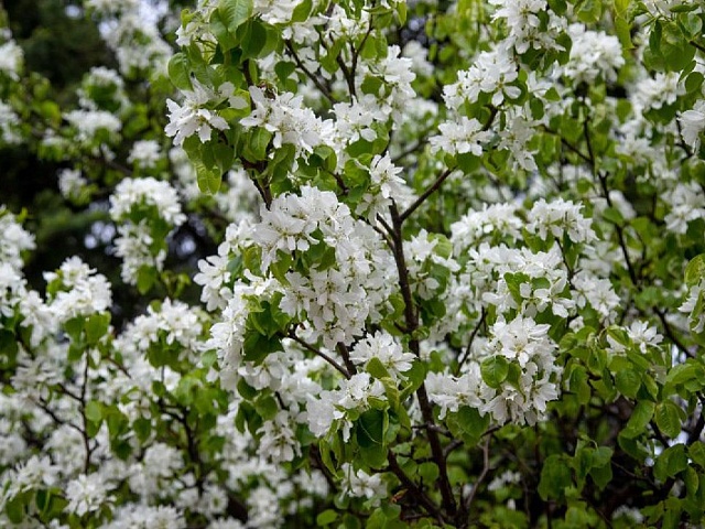 Прогноз погоды в Благовещенске на 19 мая: