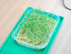 В Благовещенске прошел школьный агрослет - 2026