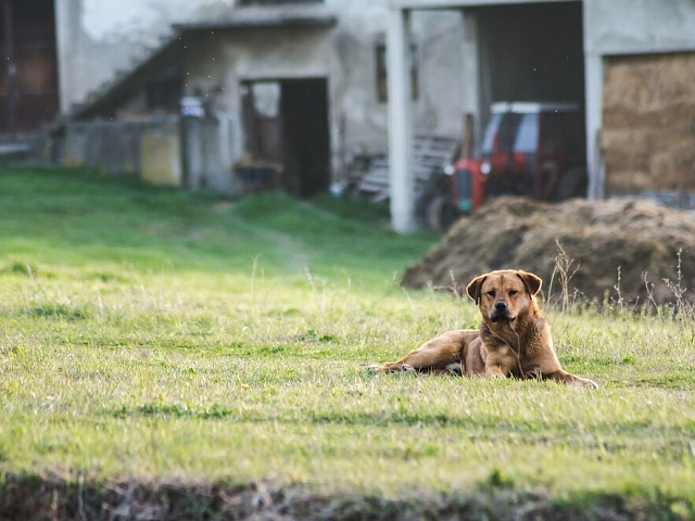 В каких районах областного центра работает специалист по отлову бездомных животных 24 марта? 