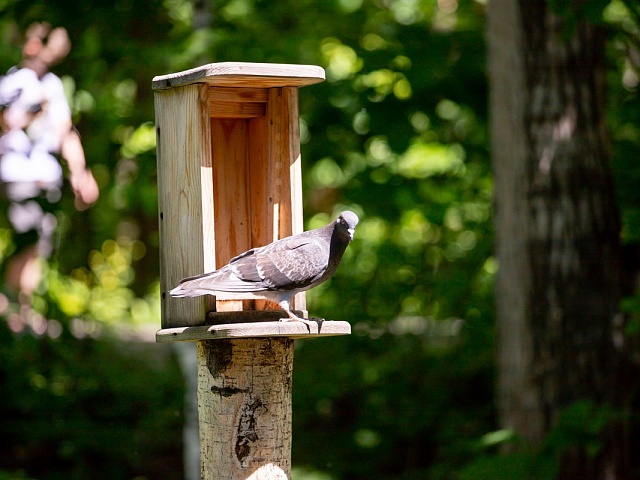 Госдума предупредила: кормление птиц у дома может обойтись благовещенцам в 3 тысячи рублей