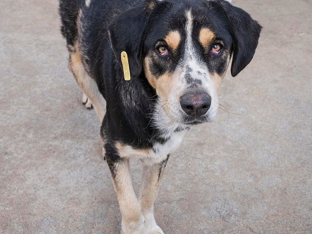 За выходные (8 и 9 февраля) на территории Благовещенска отловили 11 бездомных собак