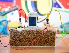 В Благовещенске прошел школьный агрослет - 2026