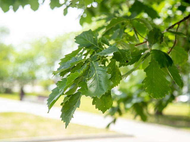 Прогноз погоды в Благовещенске на 9 июня: