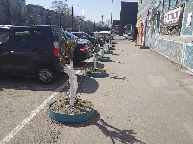 Побелка не поможет! Как на самом деле нужно ухаживать за деревьями