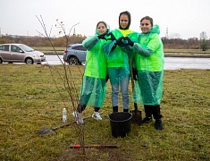Аллею из сирени в 1,5 километра высадили в отдаленном районе Благовещенска