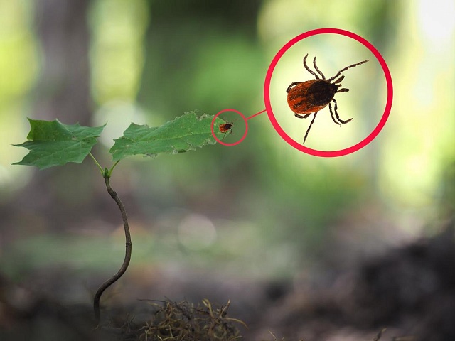 Благовещенцам напоминают о сезоне активности клещей, правилах безопасности и первой помощи при обнаружении клеща