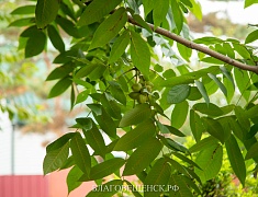 Мэр Благовещенска Олег Имамеев выехал на подтапливаемые во время дождей участки