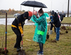 Аллею из сирени в 1,5 километра высадили в отдаленном районе Благовещенска
