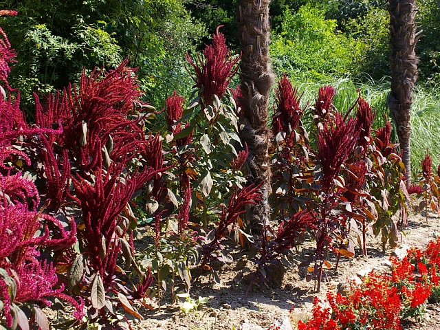 «Мост Дружбы» и уникальные салитерные посадки - школа № 26 города Благовещенска готовится к фестивалю цветов