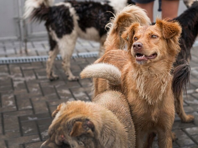Жители амурской столицы могут оставить заявку на отлов бездомных животных
