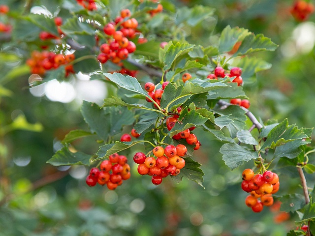 Благовещенцам напоминают о сильных дождях в выходные