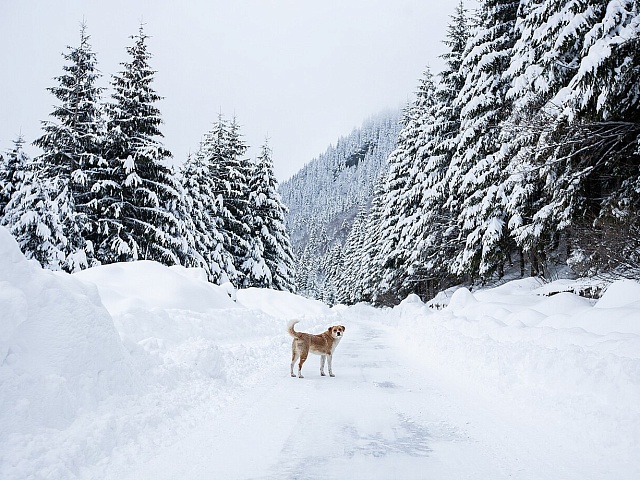 В Благовещенске специалист по отлову собак проверит 11 районов города