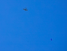 Более 4 с половиной тысяч благовещенцев отметили День государственного флага