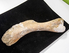 Уникальный проект, посвященный динозаврам, представили на День города в Благовещенске