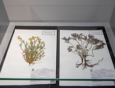 Женская делегация района Айгунь города Хэйхэ в Благовещенске