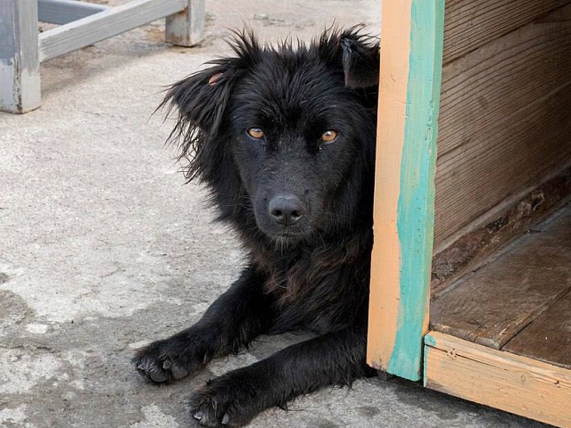 Благовещенцы могут оставить заявки на отлов бездомных животных 