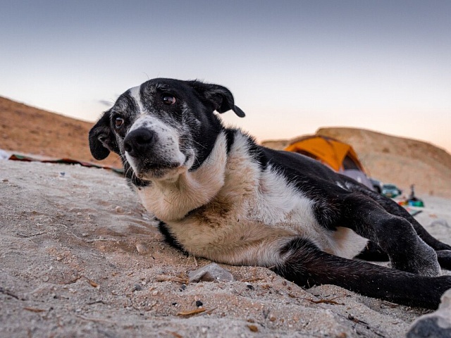 С начала февраля в областной столице отловили около 80 бездомных собак! В каких районах города ловец поработает сегодня?