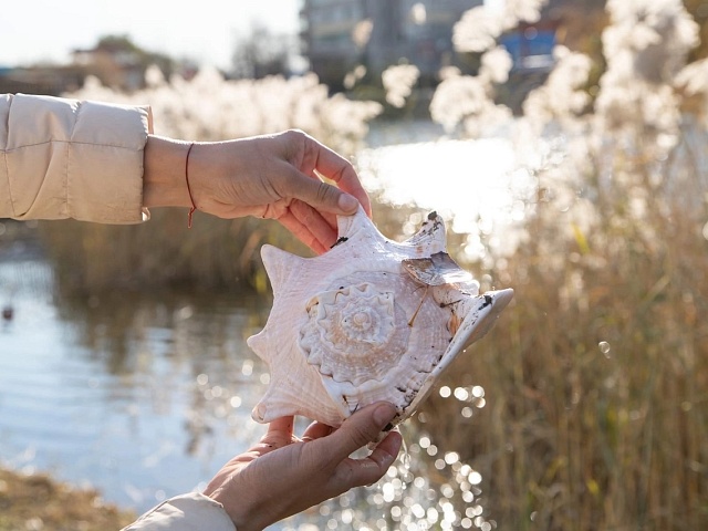 Раковину пресноводного моллюска нашли во время субботника в Благовещенске