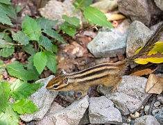 Первомайский парк отметил очередной день рождения
