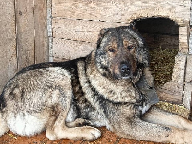В Благовещенске отловили более двух сотен бездомных собак с начала года